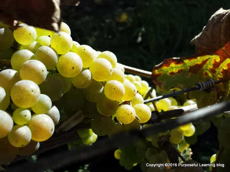 Grape Harvest 04