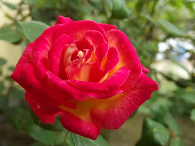 Every Christian's Nightmare