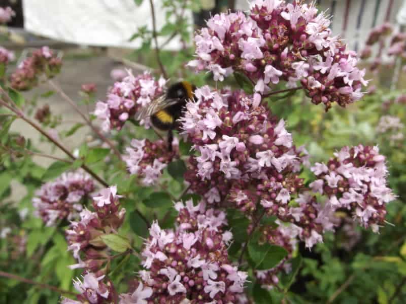 Blooming oregano