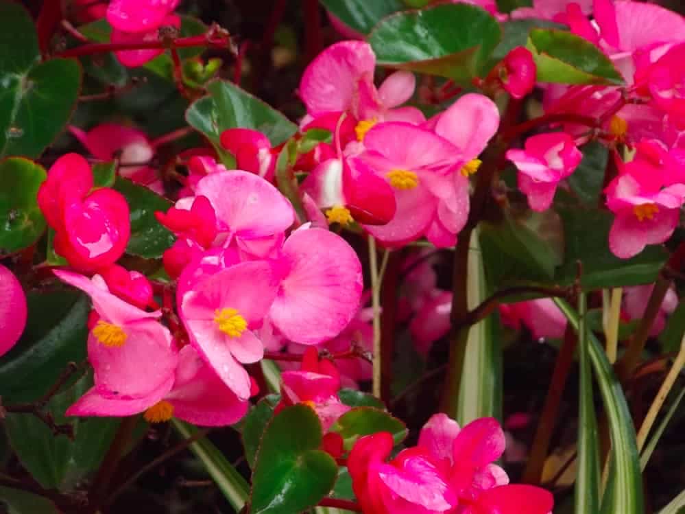 Raindrops on flowers