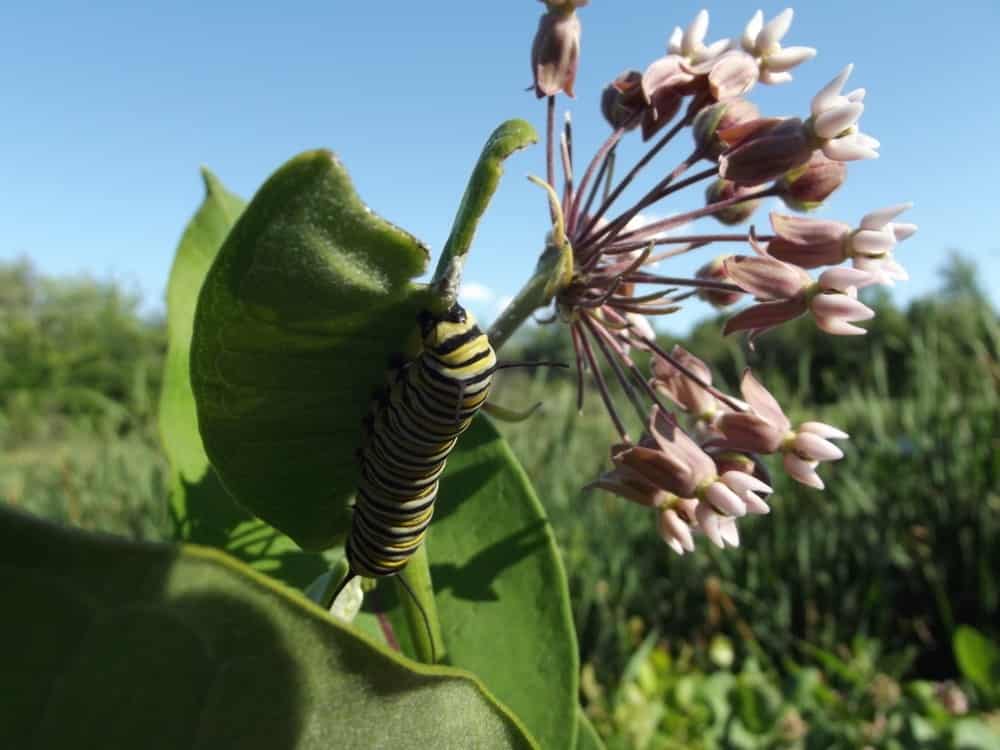 Caterpillars 01 Caterpillars 01