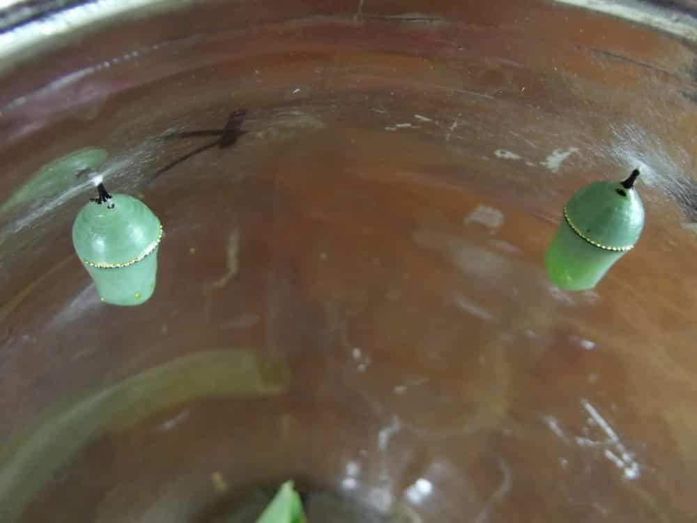 Caterpillars 02 Caterpillars 02