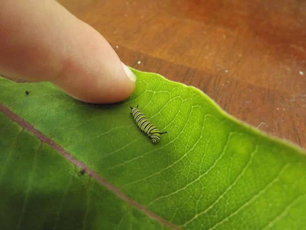 Caterpillars 03 Caterpillars 03