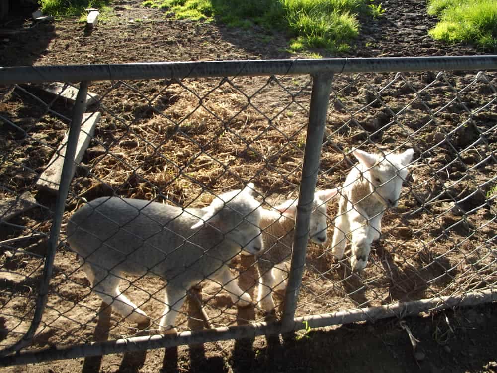 November's NaNoWriMo and a Thankfulness Challenge 01 November's NaNoWriMo and a Thankfulness Challenge 01