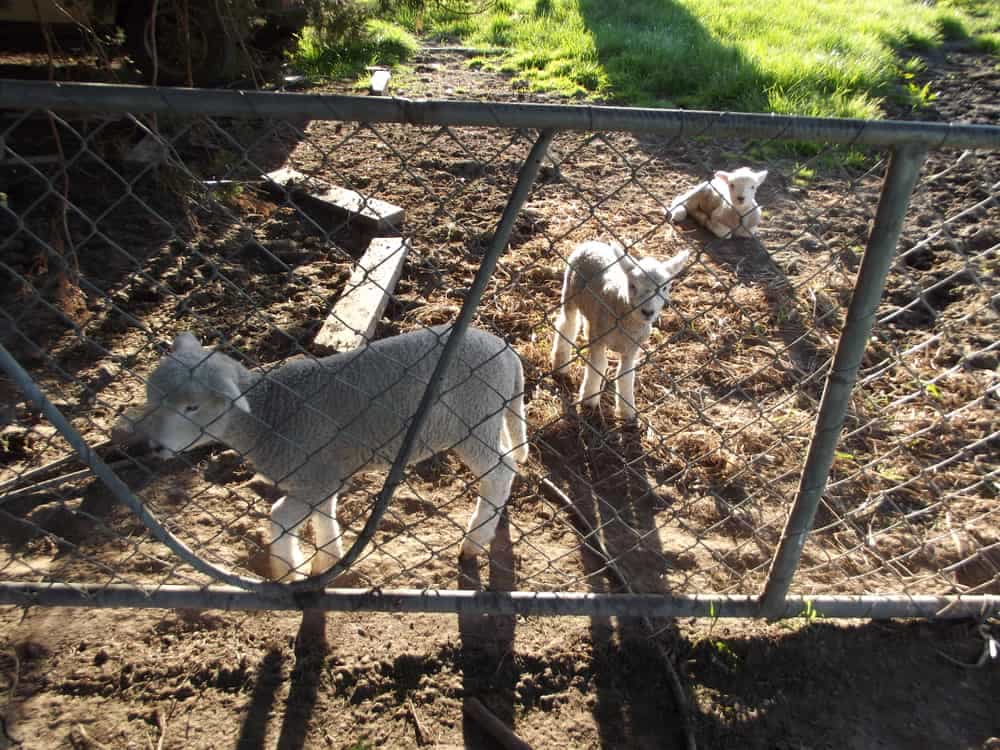 November's NaNoWriMo and a Thankfulness Challenge 02