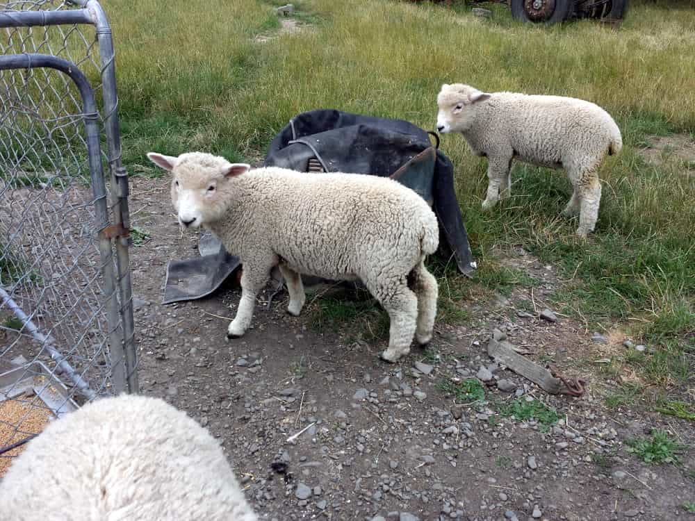 Old Word, New Word: Hope and Rejoice 02