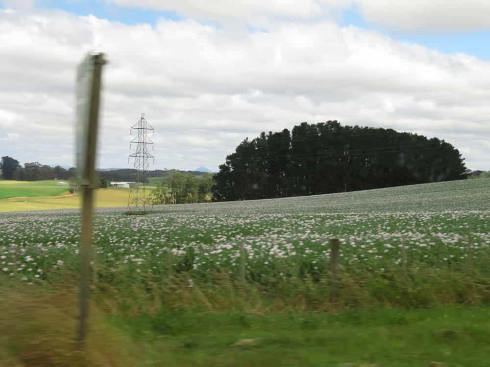 Tasmania 2019 05—Poppy field