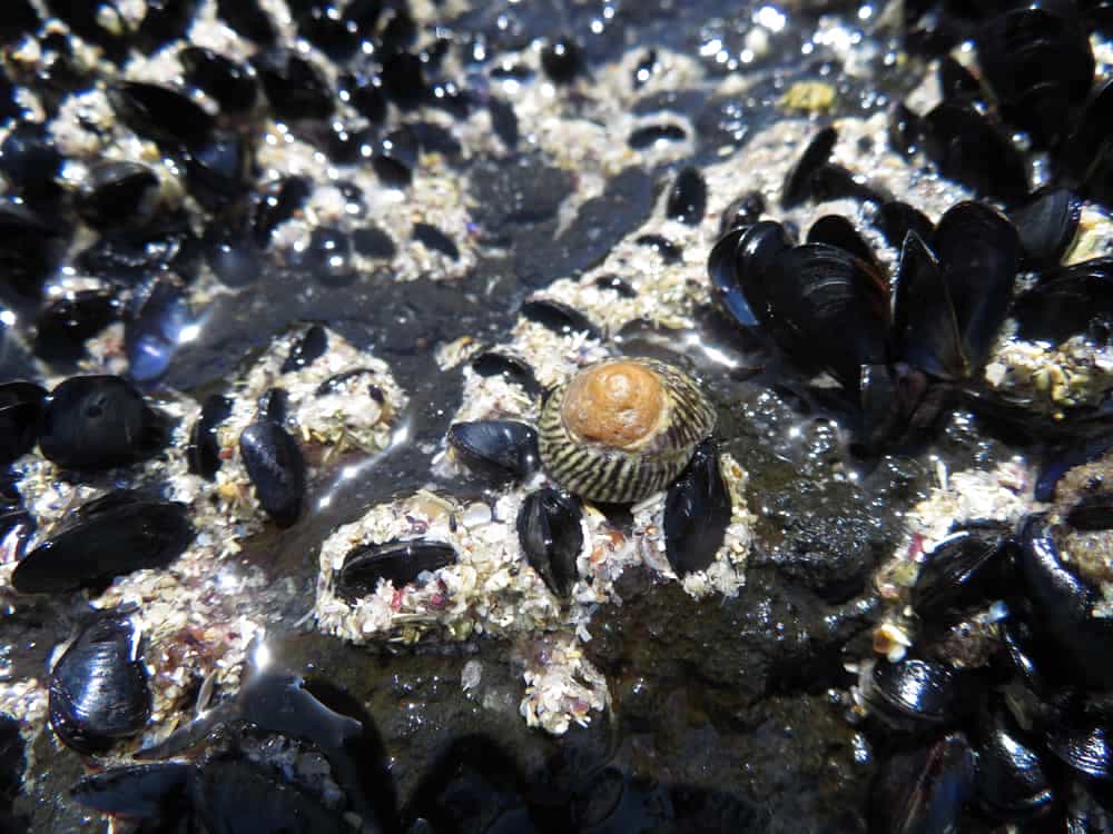 Tasmania 2019 08—Mussels at Boat Harbour beach