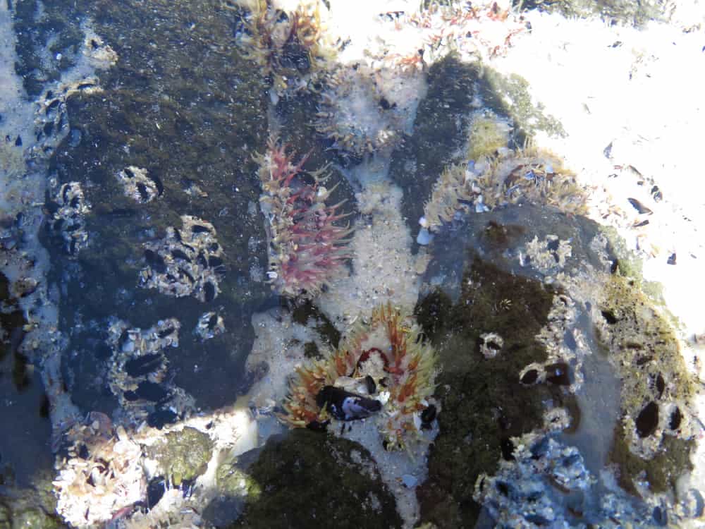 Tasmania 2019 09—Sea anemones at Boat Harbour beach