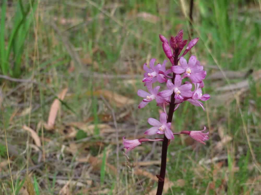 Tasmania 2019 11—Unidentified flowers