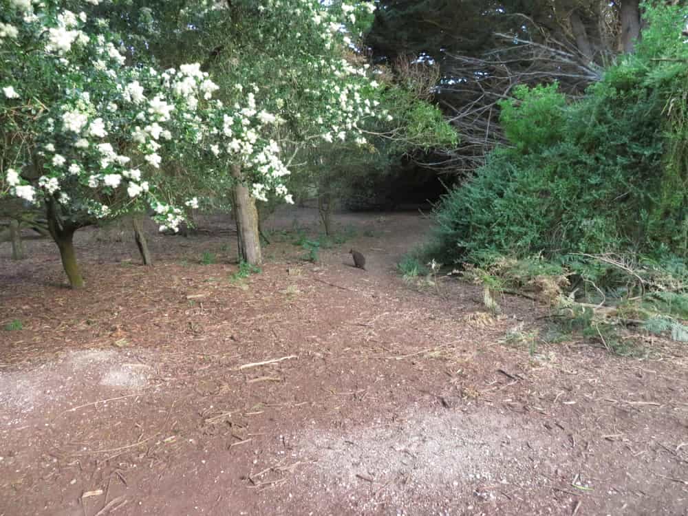 Tasmania 2019, pt. 4 09