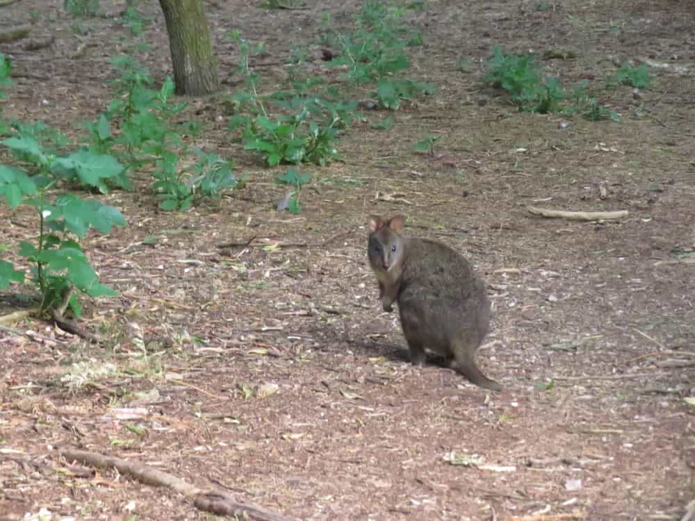 Tasmania 2019, pt. 4 10