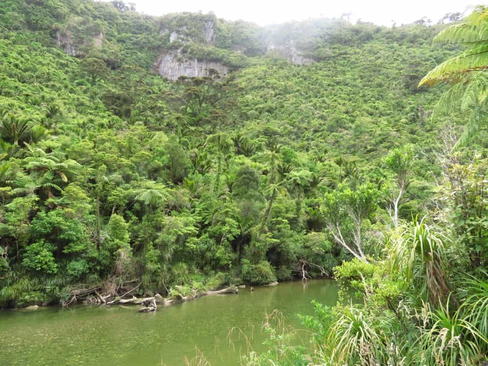 Pororari River Walk 02