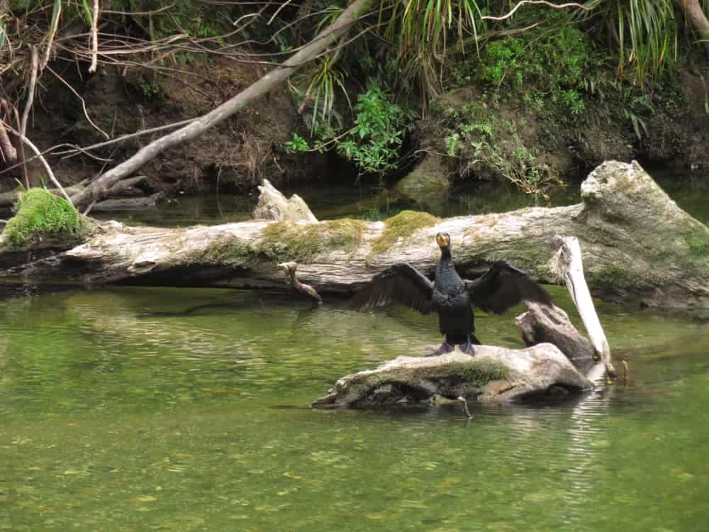 Pororari River Walk 03