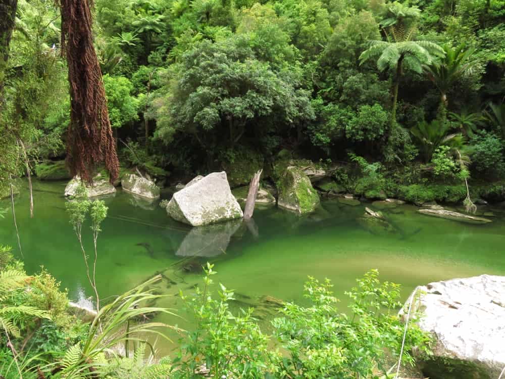 Pororari River Walk 04