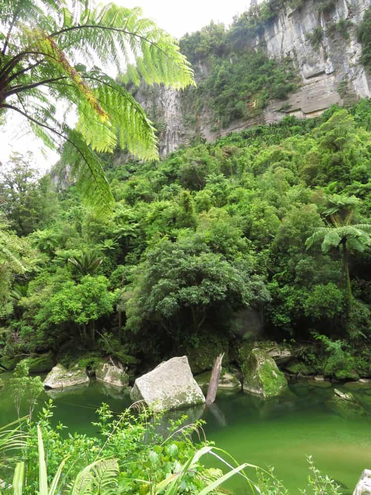 Pororari River Walk 05