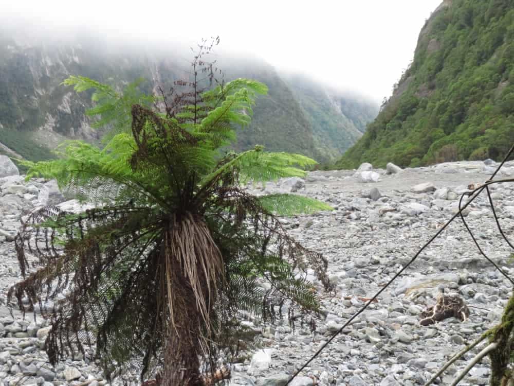 Fox Glacier and Harihari – January 2020 06