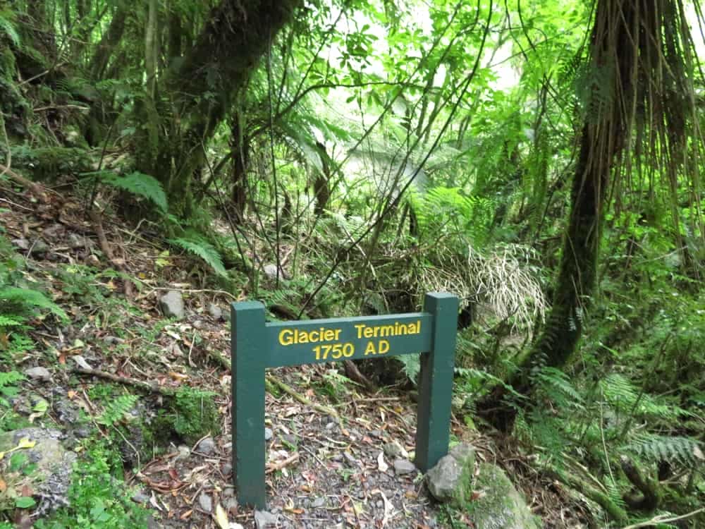 Fox Glacier and Harihari – January 2020 07