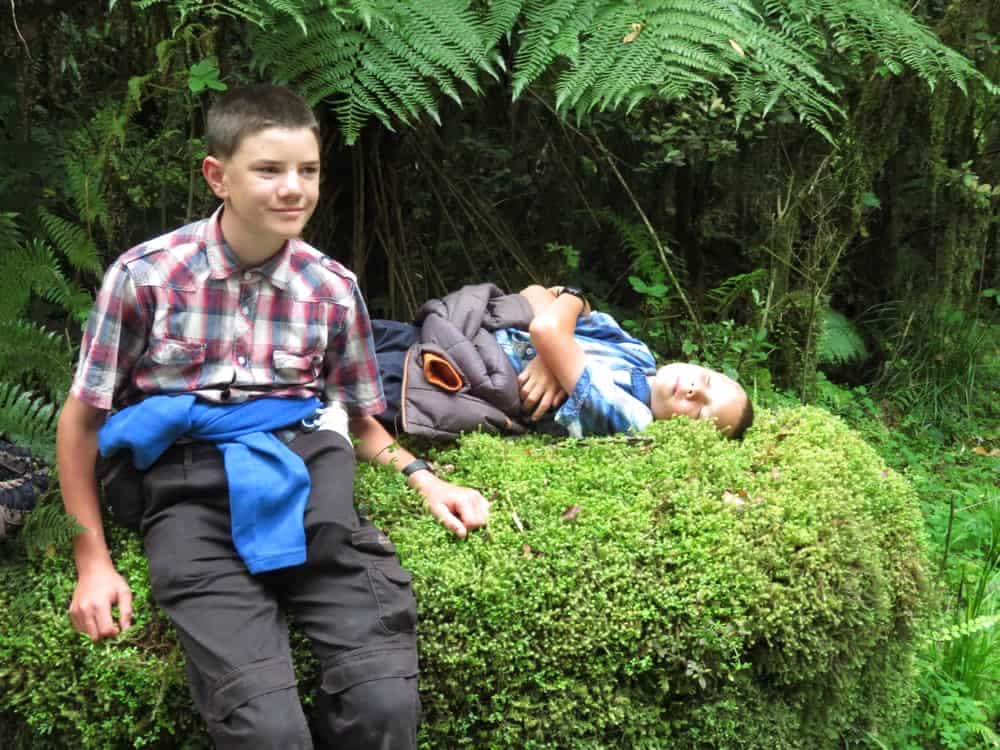 Fox Glacier and Harihari – January 2020 10