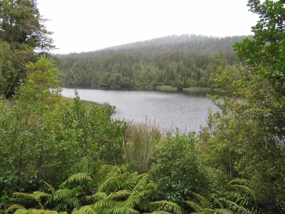 Fox Glacier and Harihari – January 2020 11