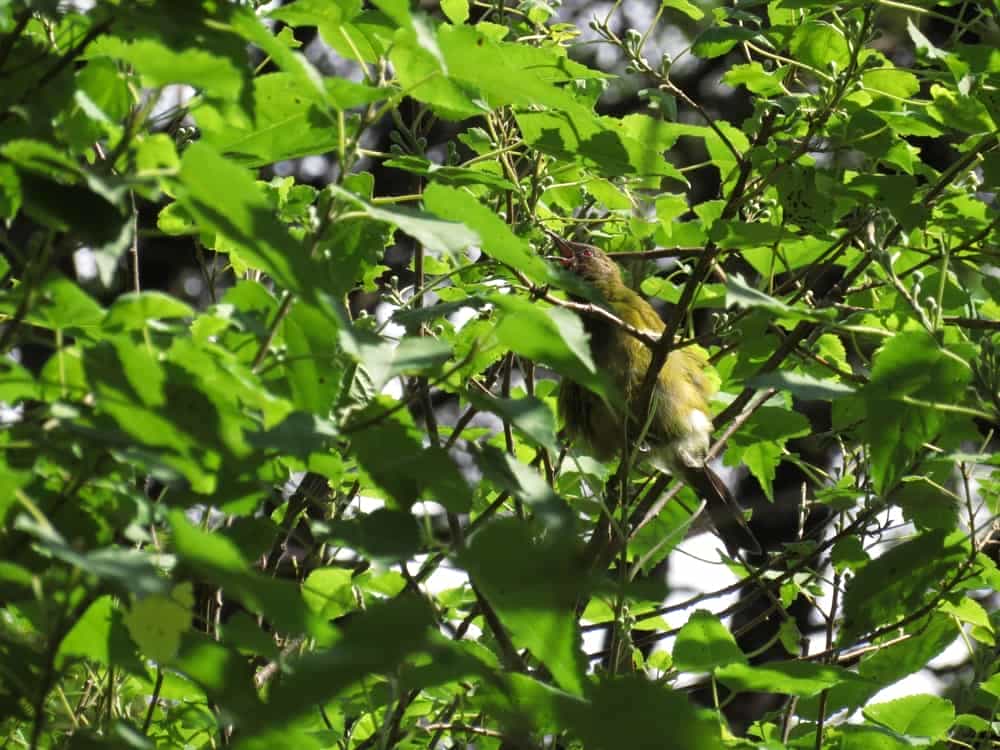 Arthur's Pass – January 2020 05