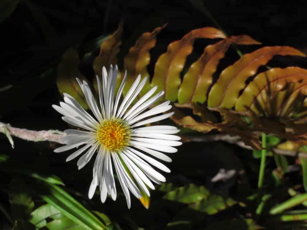 Arthur's Pass – January 2020 16